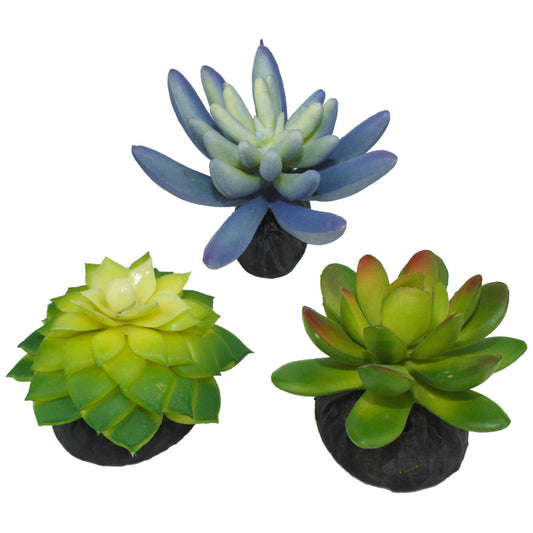 Komodo Succulent - Blue and Green 3pk.