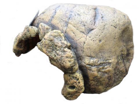 Reptile Cave - Tortoise Cave