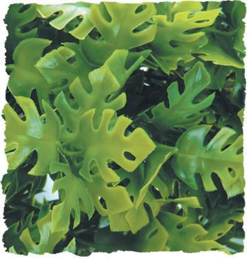 Natural Bush - Amazonian Phyllo