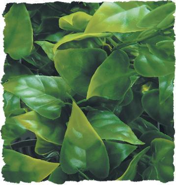 Natural Bush - Mexican Phyllo