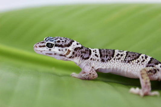 Leopard Gecko - Mack Snow - Unknown