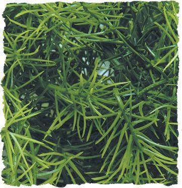 Natural Bush - Cashuarina