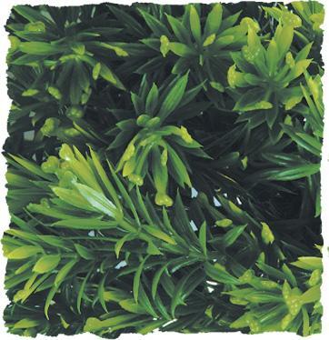 Natural Bush - Borneo Star