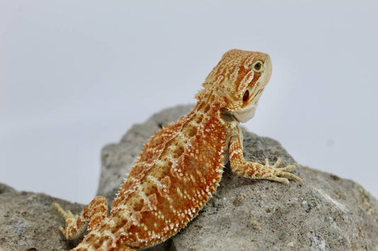 Bearded Dragon - Super Red