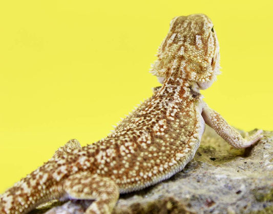 Bearded Dragon - Dunner