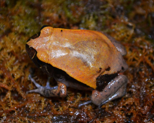 Baby Tomato Frog