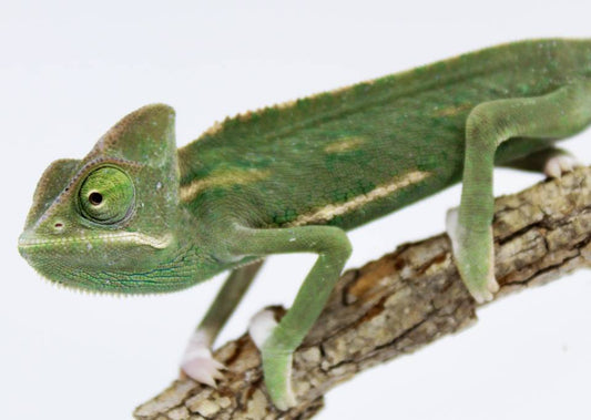 Baby Veiled Chameleons - Low White Pied
