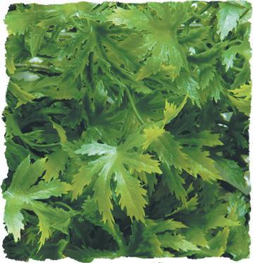 Natural Bush - Cannabis
