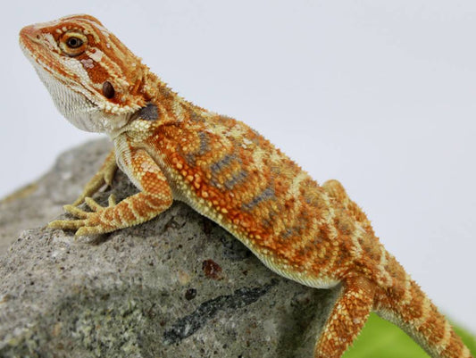 Bearded Dragon - Blue Bar