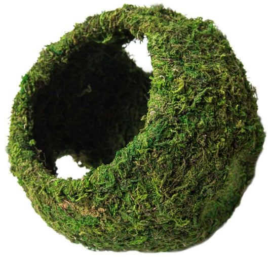 Galapagos Mossy Cave W/Holes - 7.5"