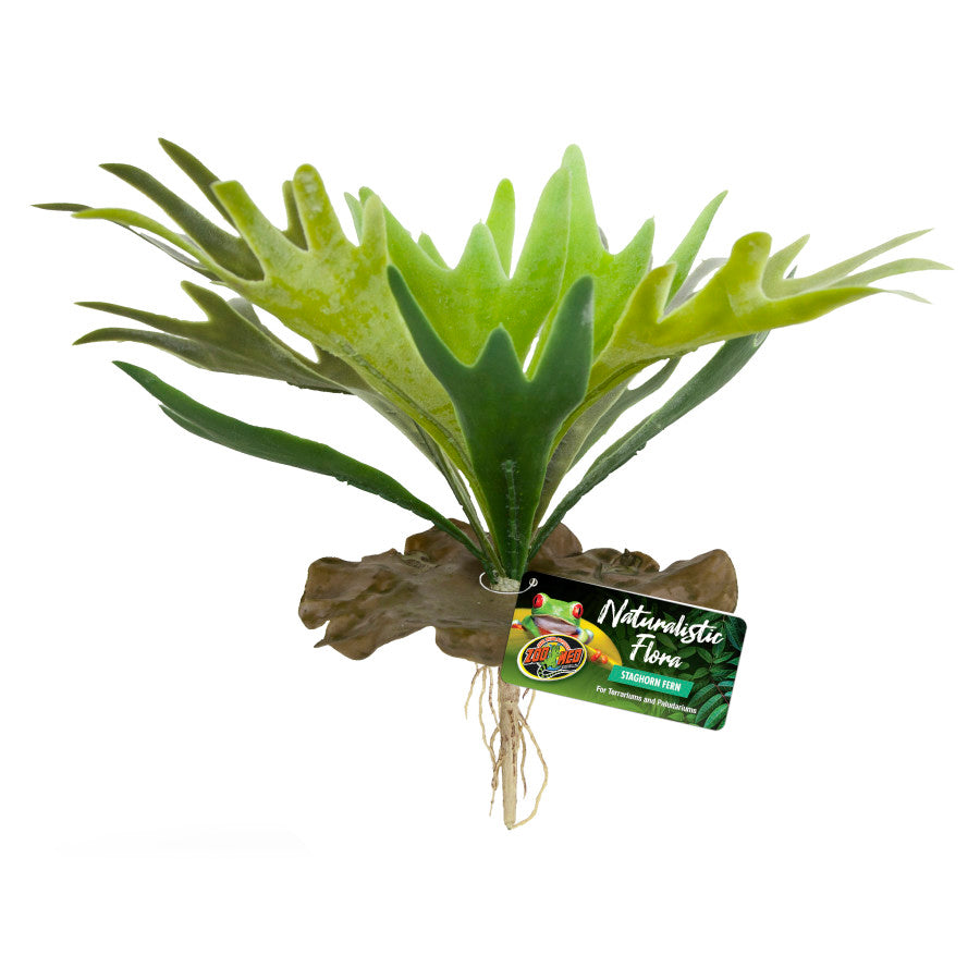 Naturalistic Flora Terrarium Plant - Staghorn Fern