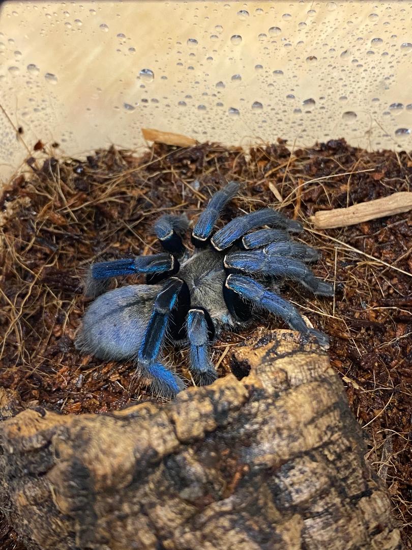 Cobalt Blue Tarantula