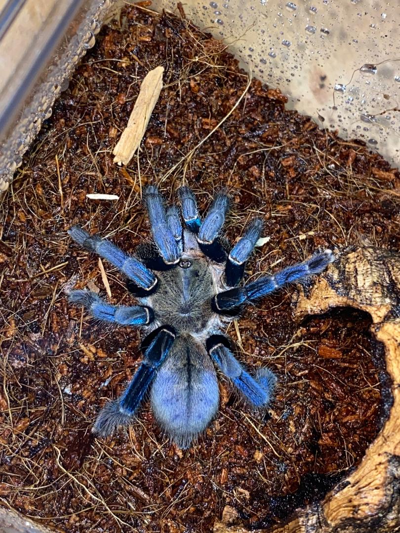 Cobalt Blue Tarantula