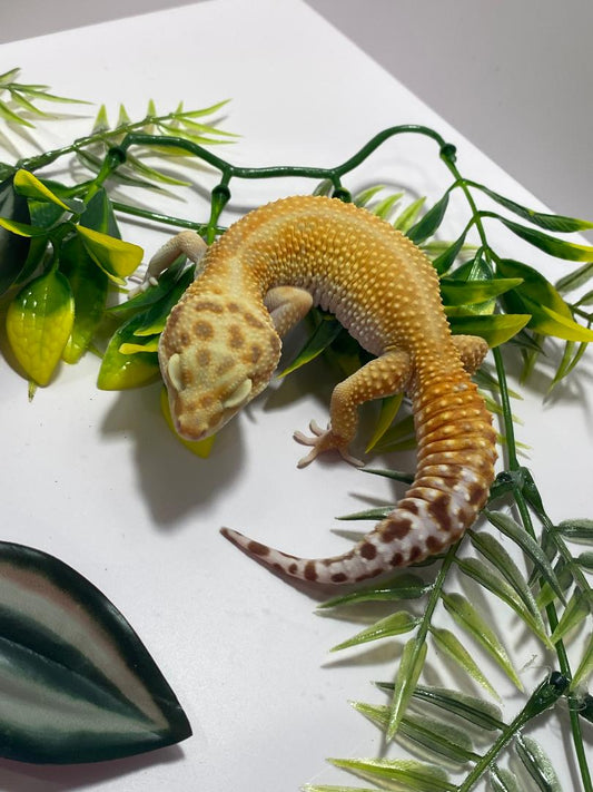 Leopard Gecko - Tremper Sunglow - Female - LG-TS2301
