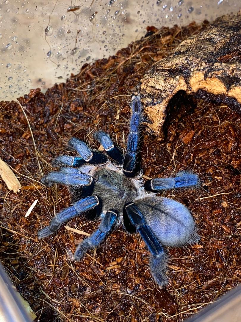 Cobalt Blue Tarantula