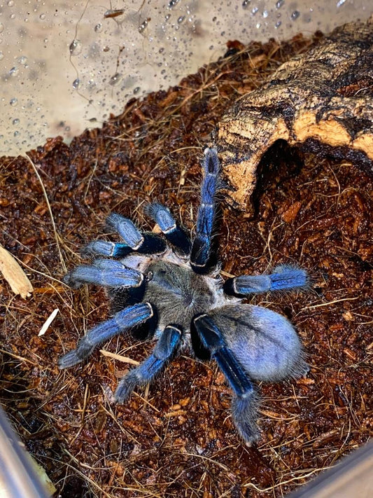 Cobalt Blue Tarantula