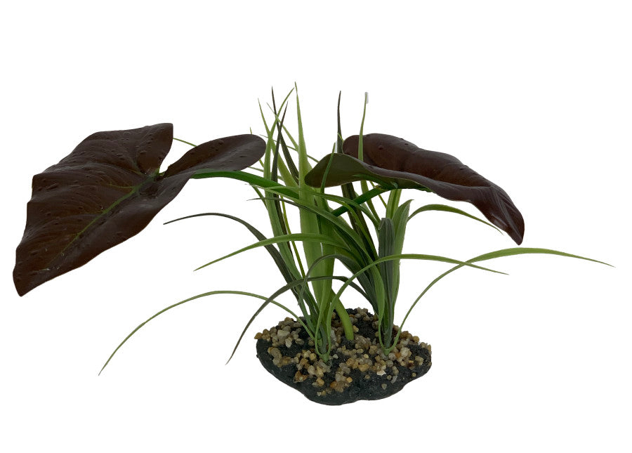 Komodo Rainforest Canopy Plant - 10"