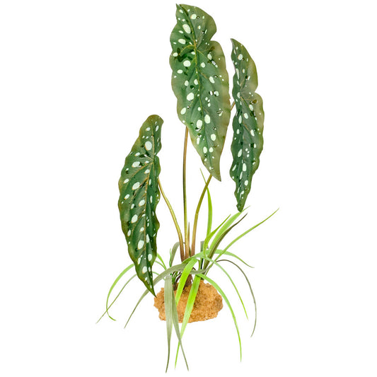 Komodo Standing Plant - Spotted Begonia 18"