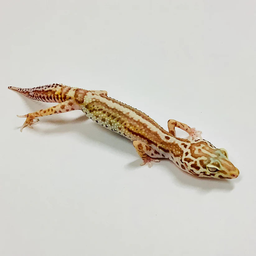 Leopard Gecko - Bold Bell Albino - TS Female - LG-90718